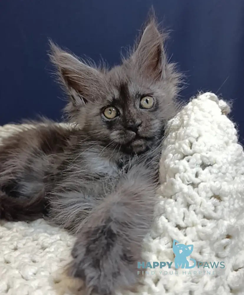 Gera Maine Coon female black smoke live animals