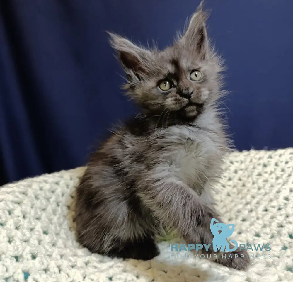 Gera Maine Coon female black smoke live animals