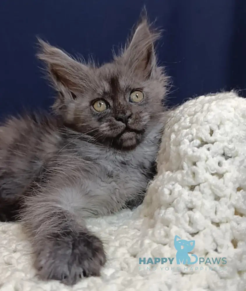 Gera Maine Coon female black smoke live animals