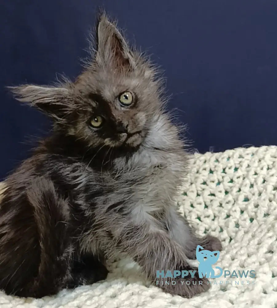 Gera Maine Coon female black smoke live animals