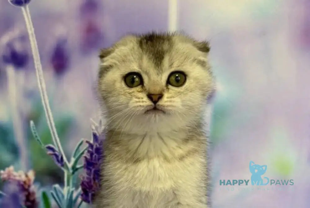 Gera Scottish Fold female black silver ticked tabby live animals