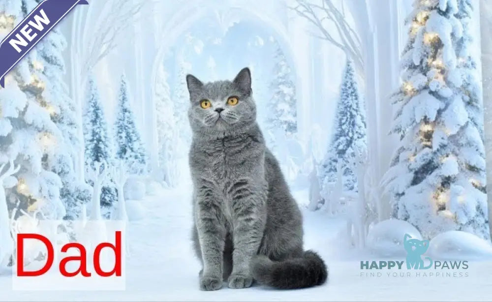 Gera Scottish Fold male blue spotted tabby live animals