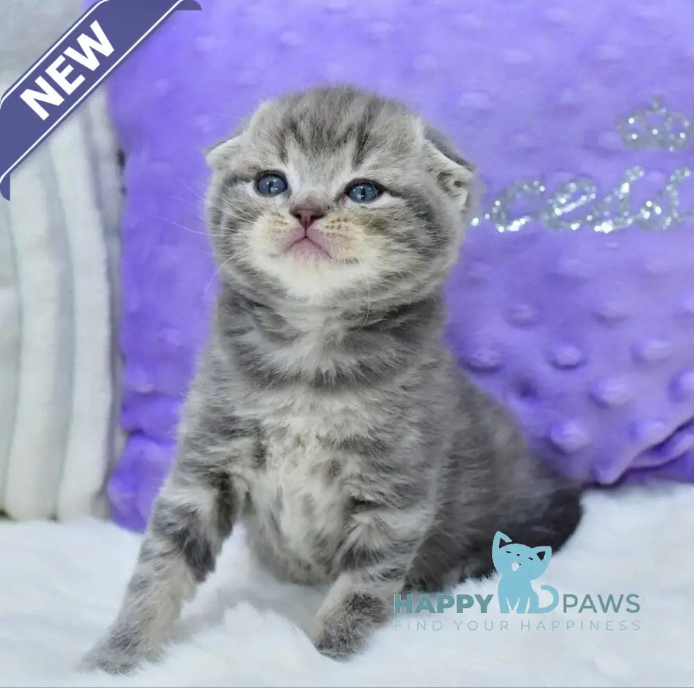 Gera Scottish Fold male blue spotted tabby live animals