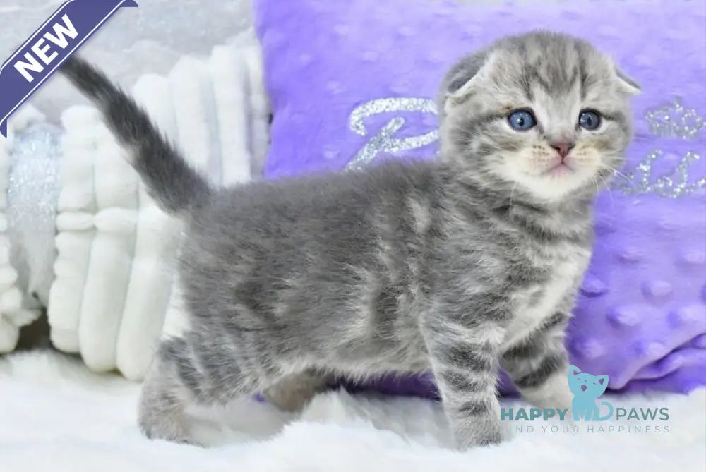 Gera Scottish Fold male blue spotted tabby live animals