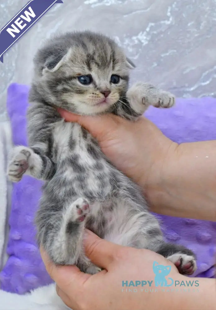 Gera Scottish Fold male blue spotted tabby live animals