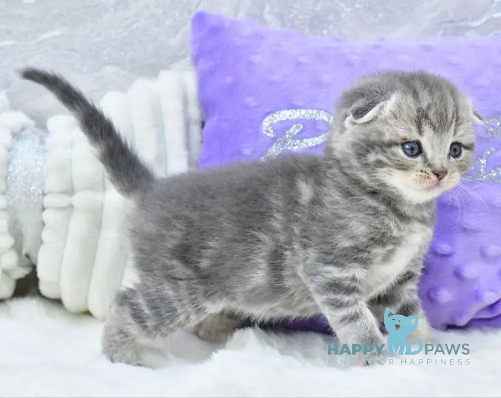 Gera Scottish Fold male blue spotted tabby live animals
