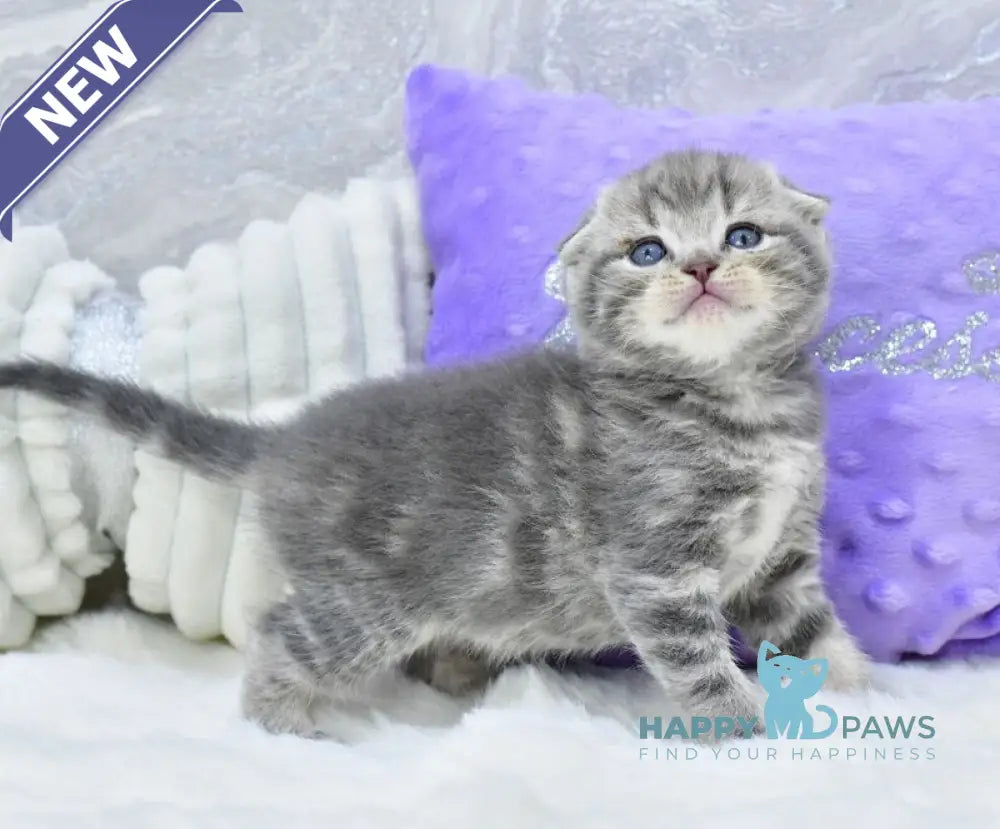 Gera Scottish Fold male blue spotted tabby live animals
