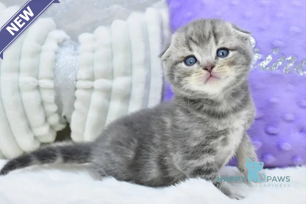 Gera Scottish Fold male blue spotted tabby live animals