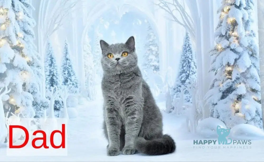 Gera Scottish Fold male blue spotted tabby live animals