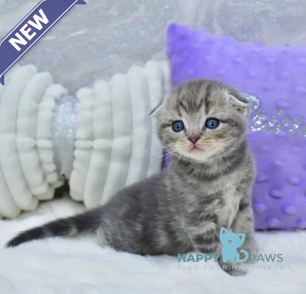 Gera Scottish Fold male blue spotted tabby live animals