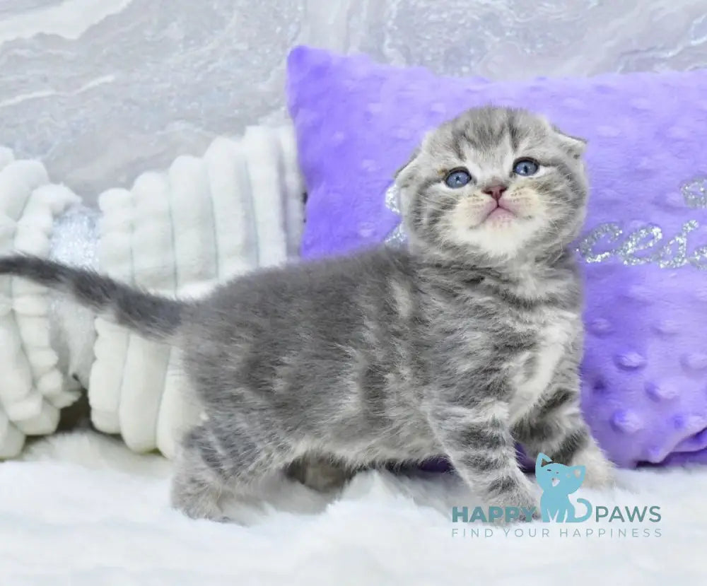 Gera Scottish Fold male blue spotted tabby live animals