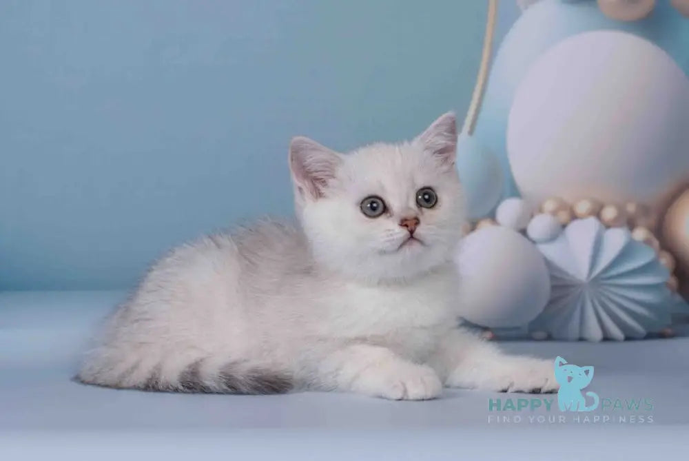 Gera Scottish Straight female black silver shaded live animals