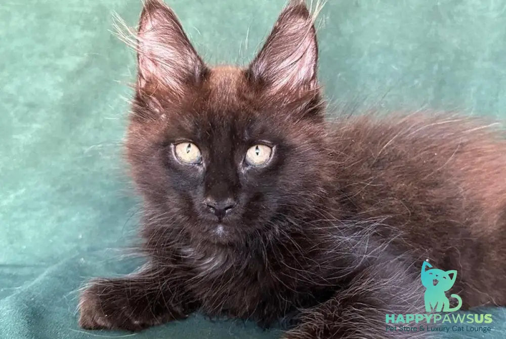 Gerald Maine Coon male black with white - live animals