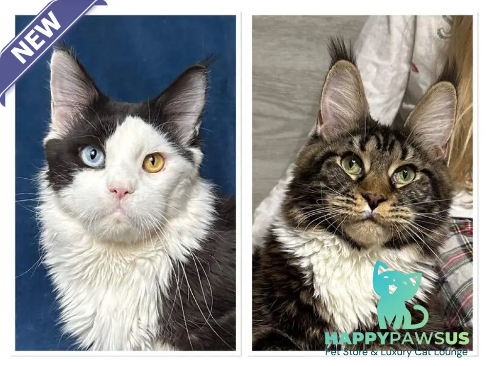 Gerald Maine Coon male black with white - live animals