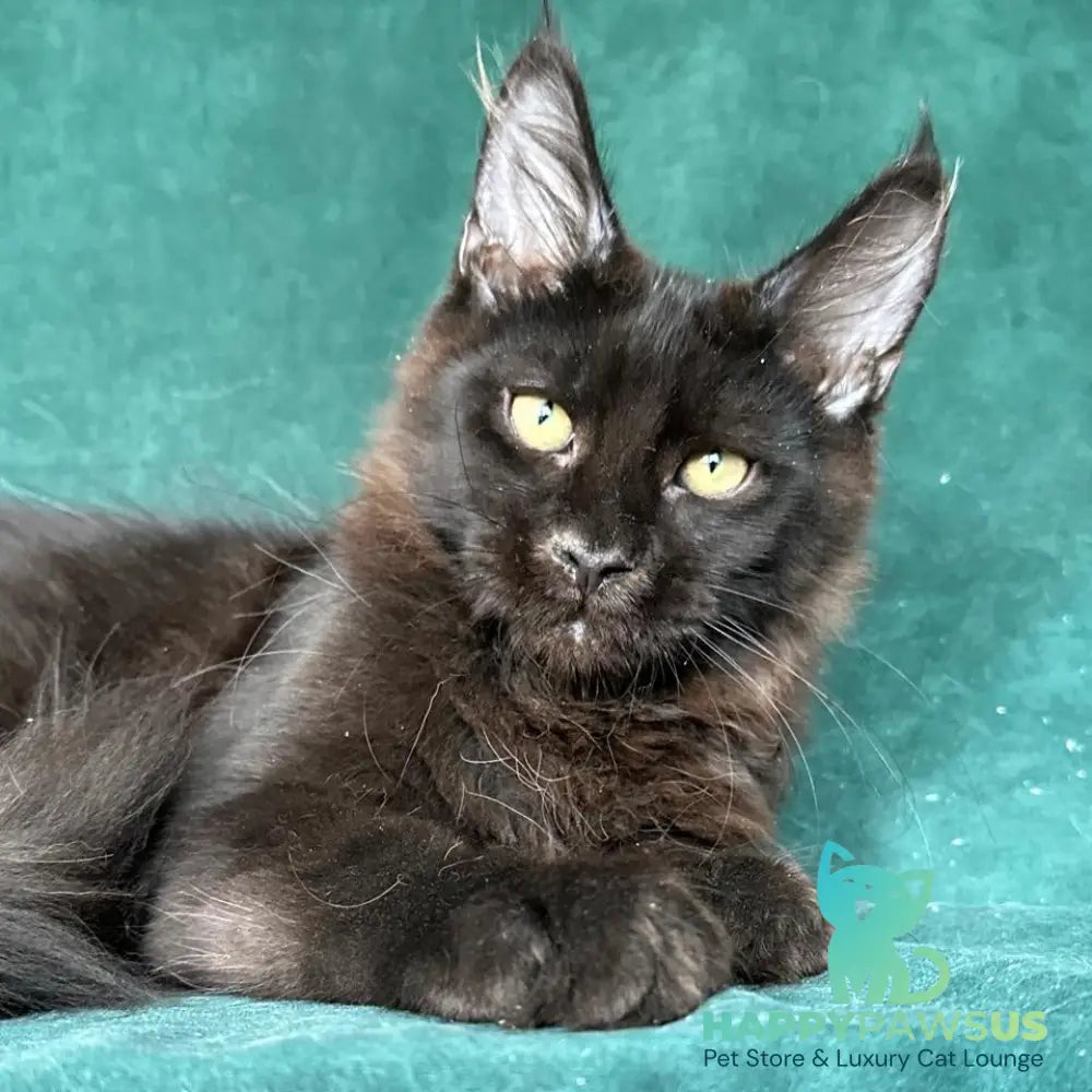 Gerald Maine Coon male black with white - live animals