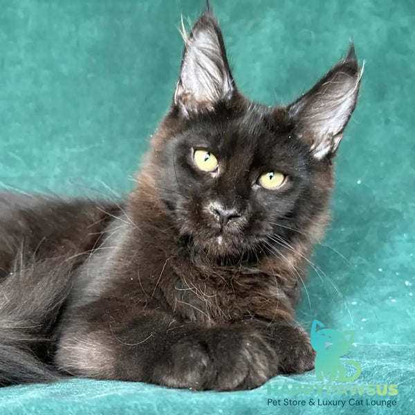 Gerald Maine Coon male black with white - live animals