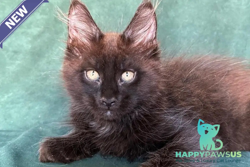 Gerald Maine Coon male black with white - live animals