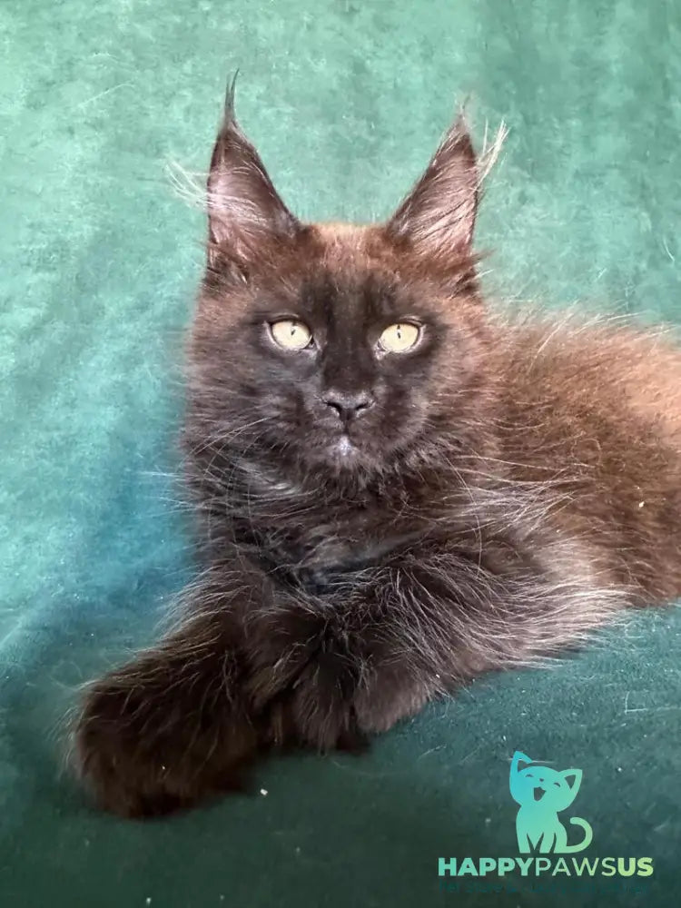 Gerald Maine Coon male black with white - live animals