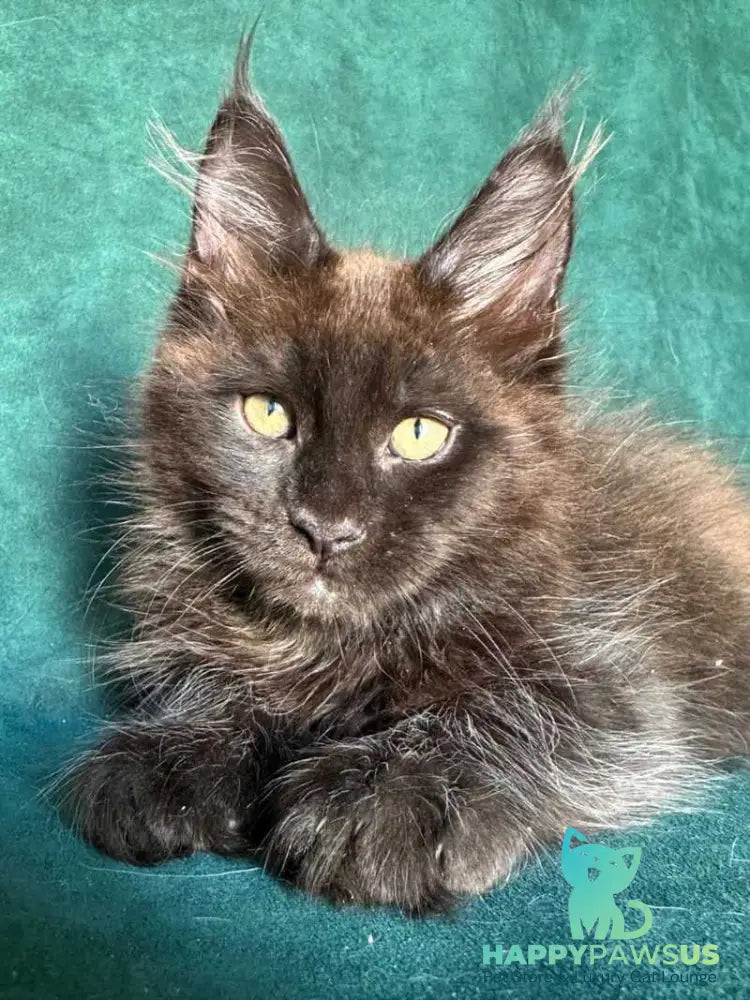 Gerald Maine Coon male black with white - live animals