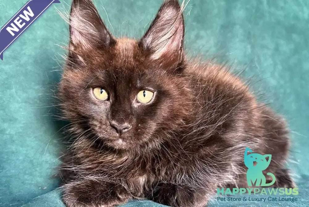 Gerald Maine Coon male black with white - live animals
