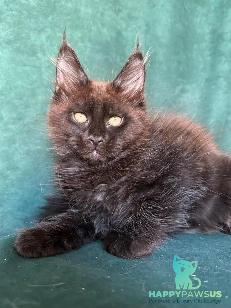 Gerald Maine Coon male black with white - live animals