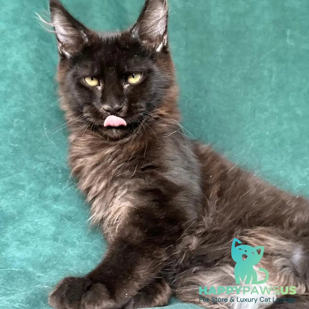 Gerald Maine Coon male black with white - live animals