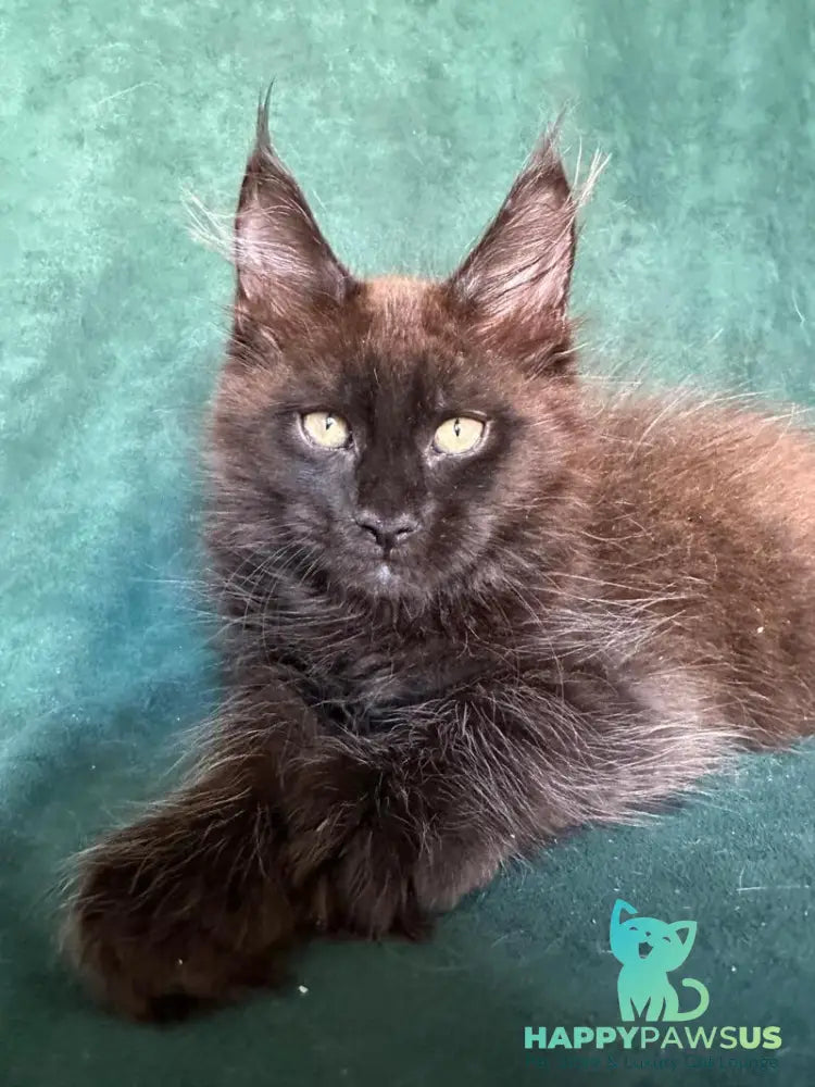 Gerald Maine Coon male black with white - live animals