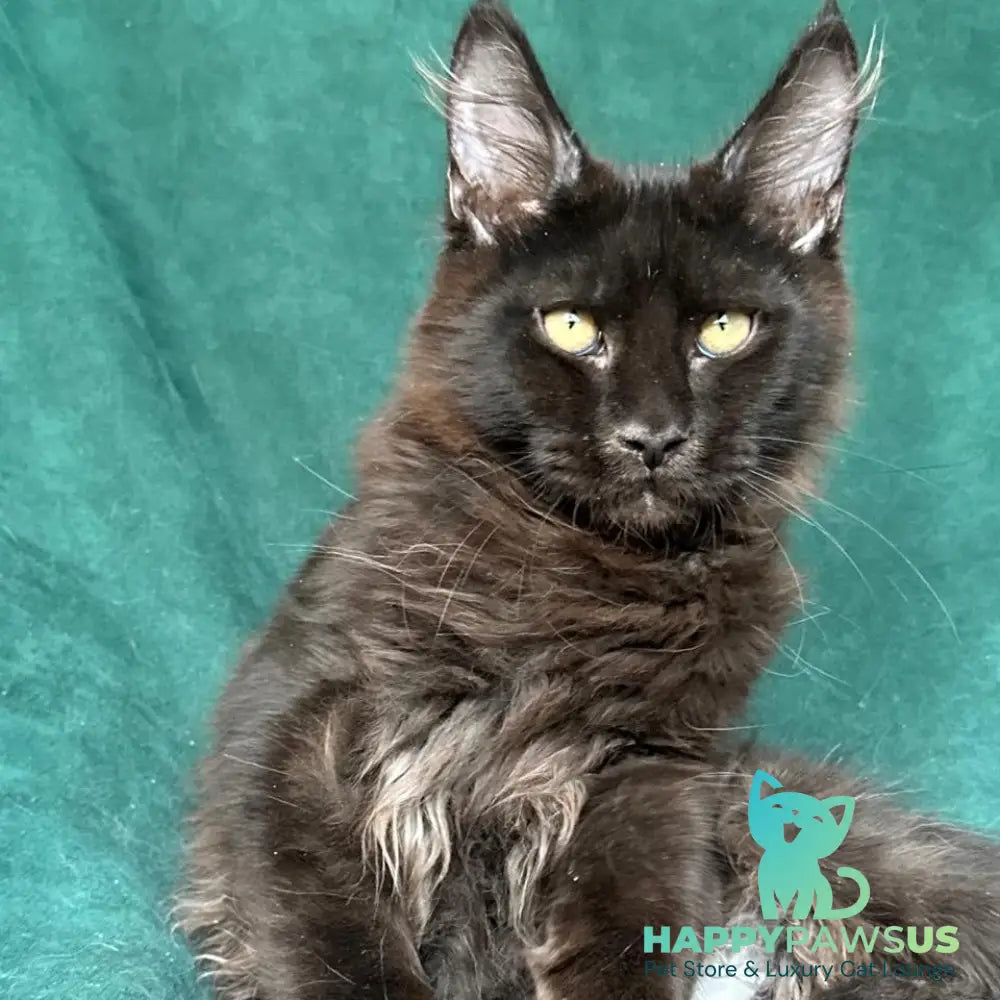 Gerald Maine Coon male black with white - live animals