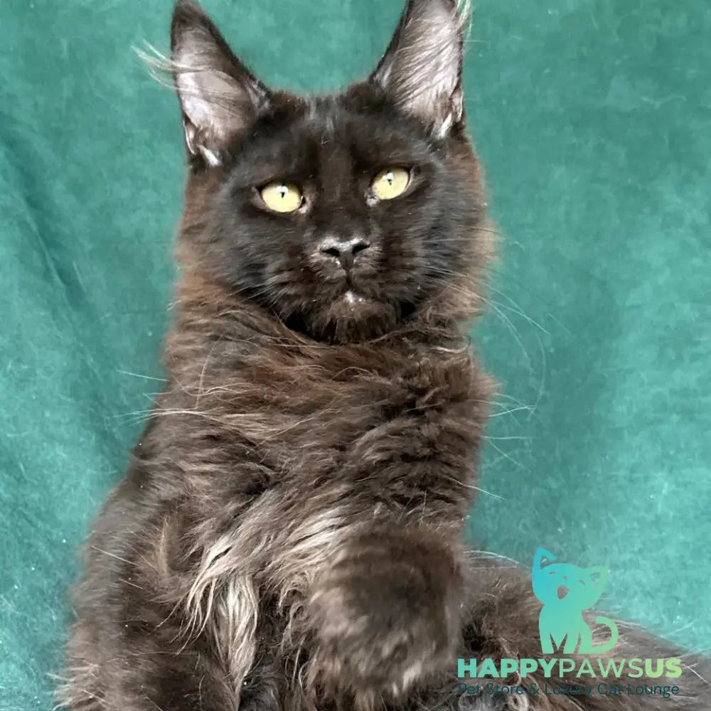 Gerald Maine Coon male black with white - live animals
