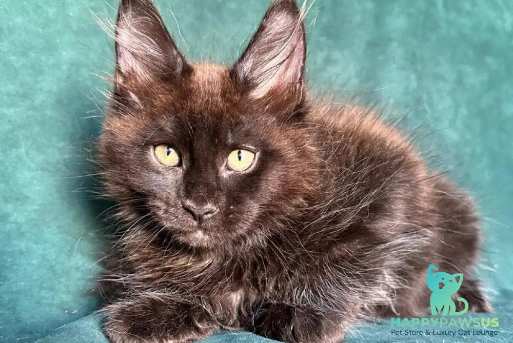 Gerald Maine Coon male black with white - live animals
