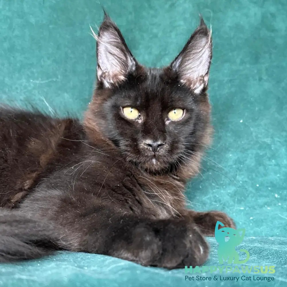 Gerald Maine Coon male black with white - live animals