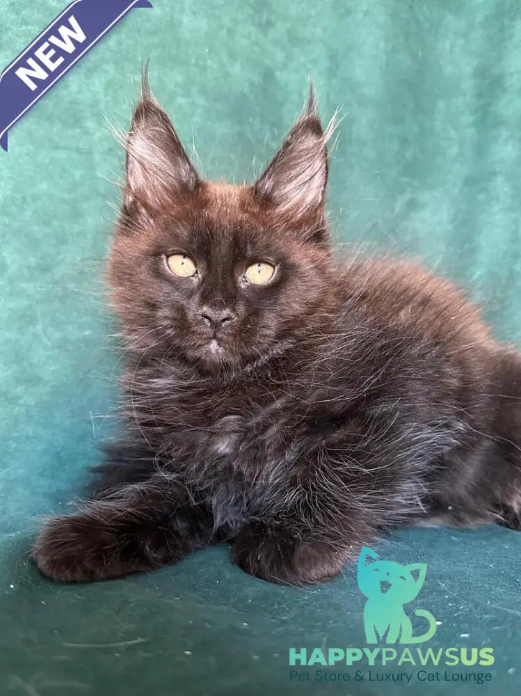 Gerald Maine Coon male black with white - live animals