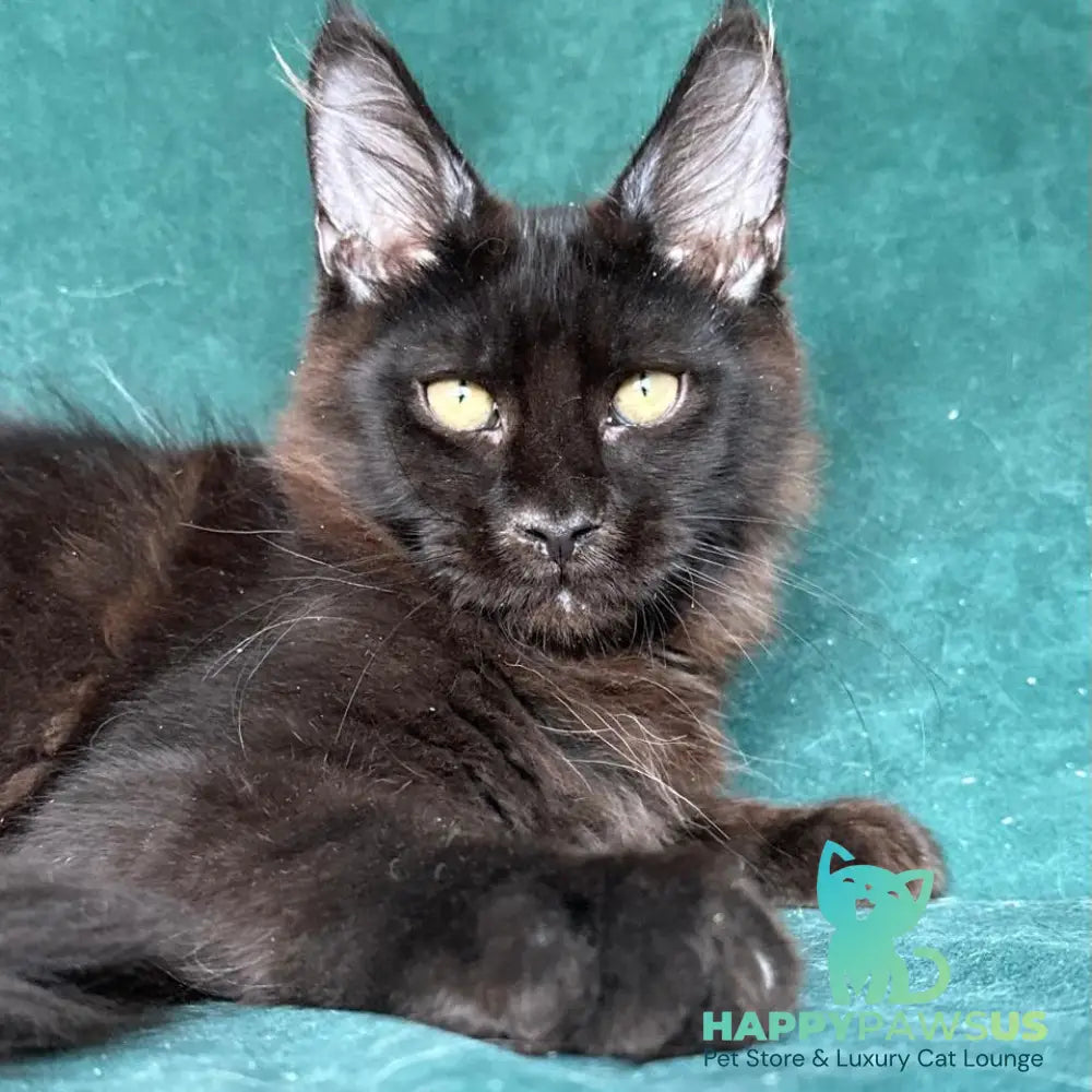 Gerald Maine Coon male black with white - live animals
