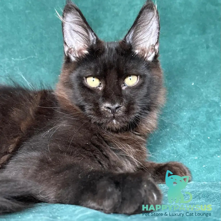 Gerald Maine Coon male black with white - live animals