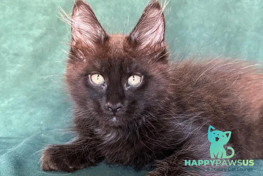 Gerald Maine Coon male black with white - live animals