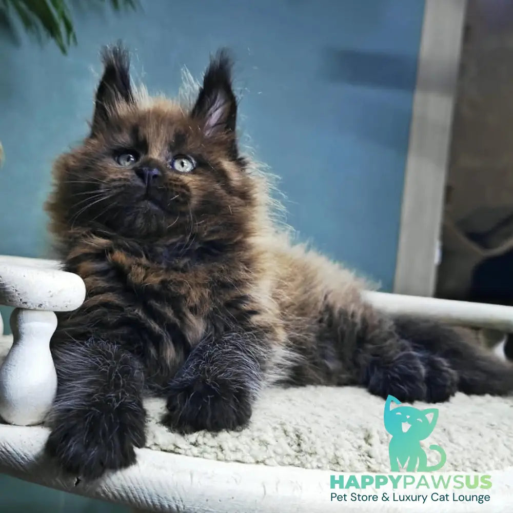 Geralt Maine Coon male black - live animals