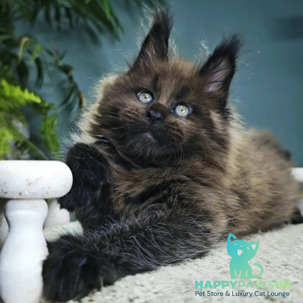 Geralt Maine Coon male black - live animals