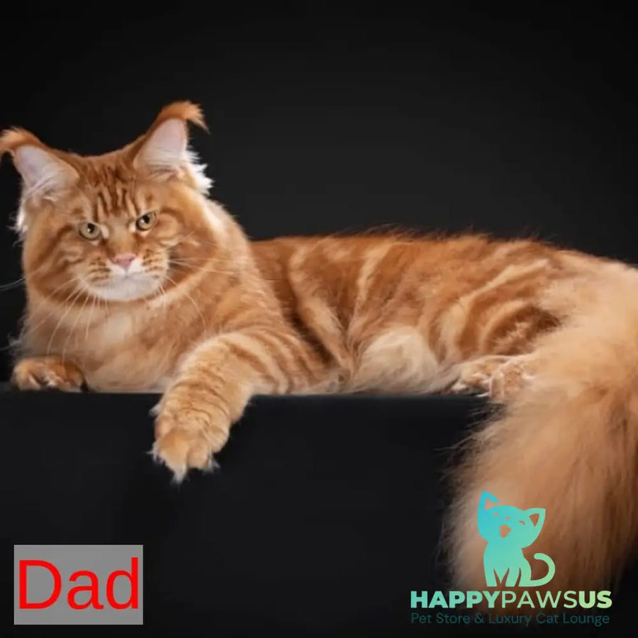 Geralt Maine Coon male black - live animals