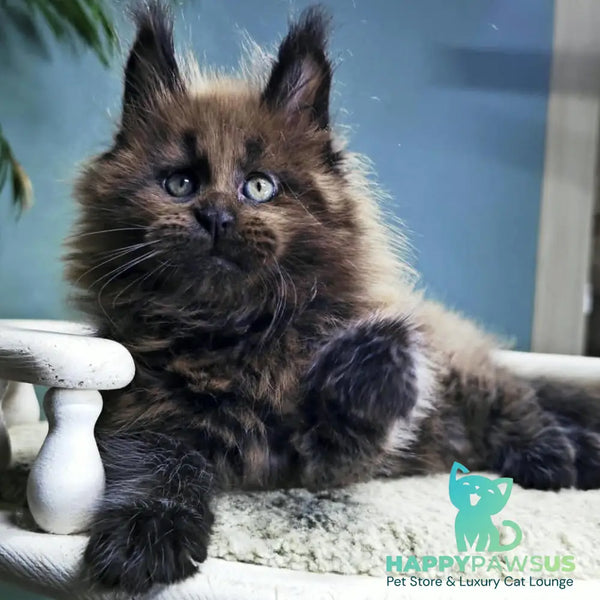 Geralt Maine Coon male black - live animals
