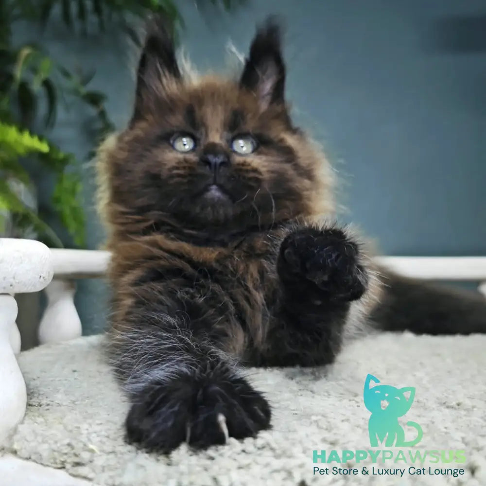 Geralt Maine Coon male black - live animals