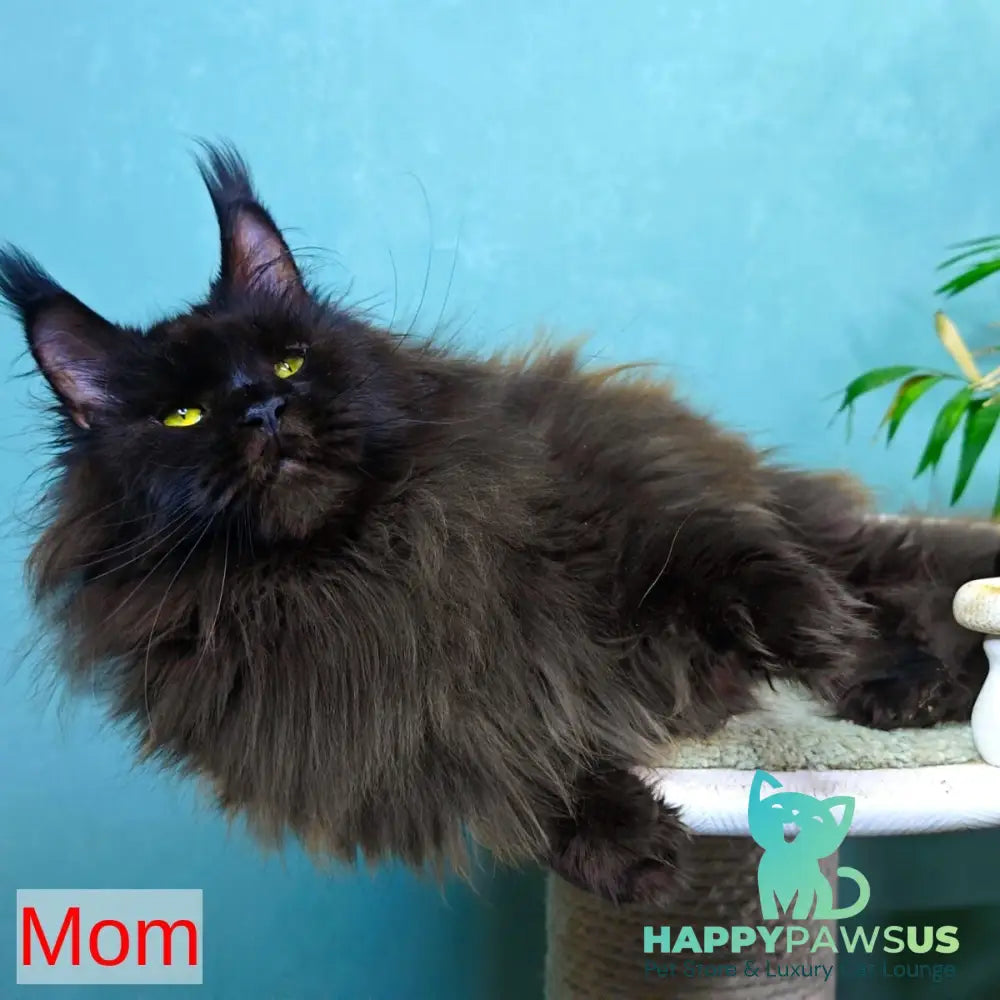 Geralt Maine Coon male black - live animals