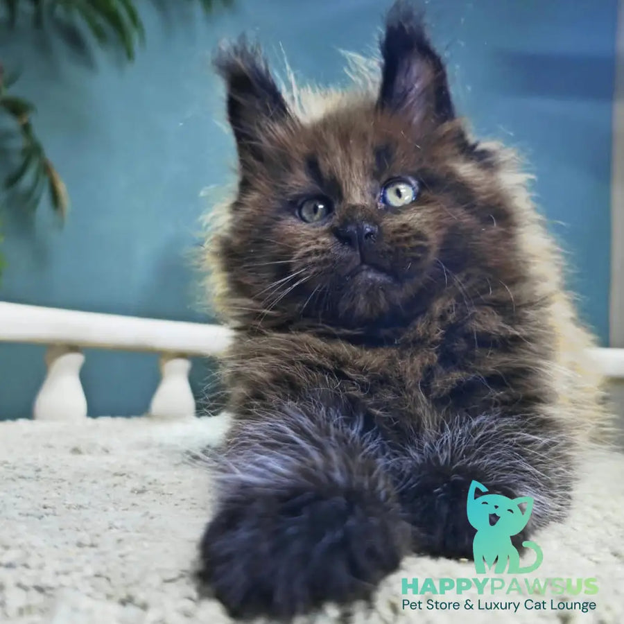 Geralt Maine Coon male black - live animals