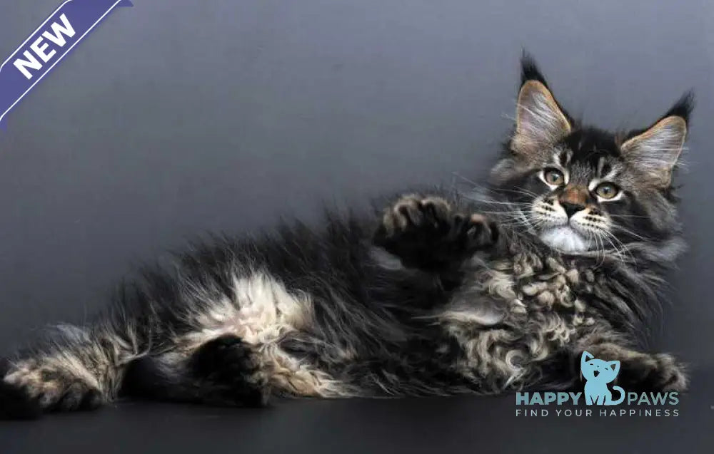 Geralt Maine Coon male black ticked tabby live animals