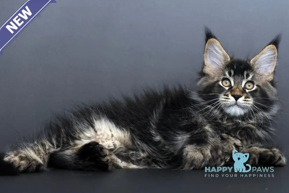 Geralt Maine Coon male black ticked tabby live animals