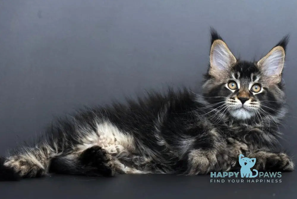 Geralt Maine Coon male black ticked tabby live animals