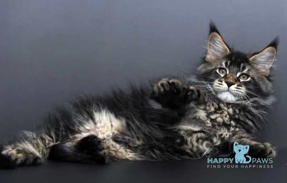Geralt Maine Coon male black ticked tabby live animals