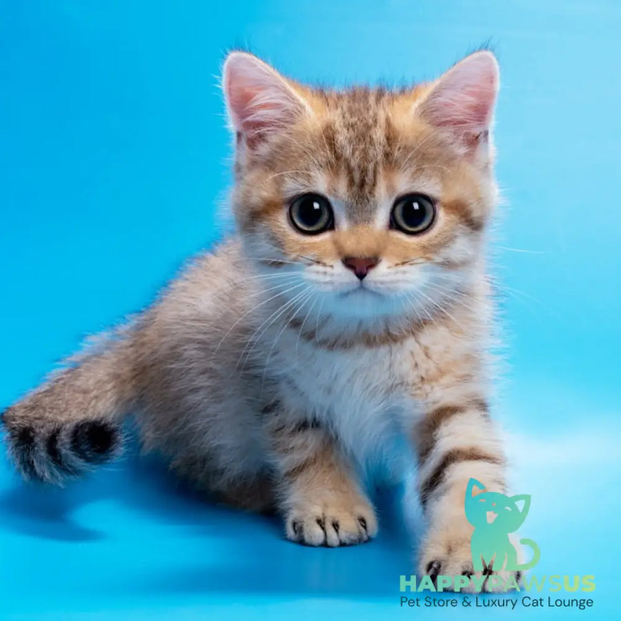 Gerd British Shorthair male black golden spotted tabby - live animals