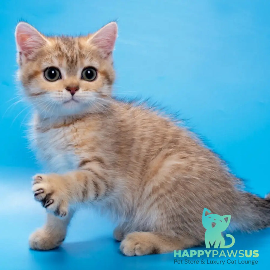 Gerd British Shorthair male black golden spotted tabby - live animals