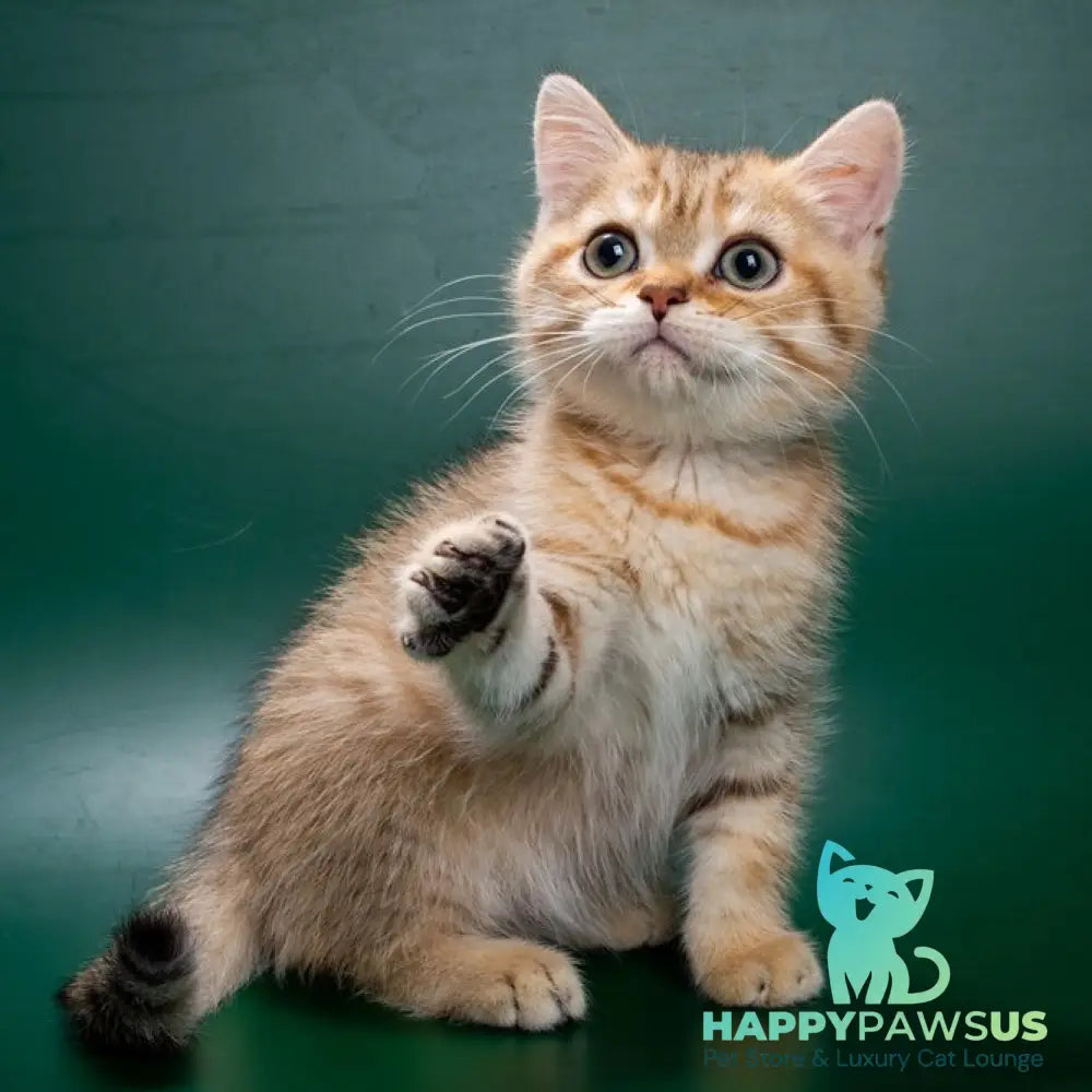 Gerd British Shorthair male black golden spotted tabby - live animals
