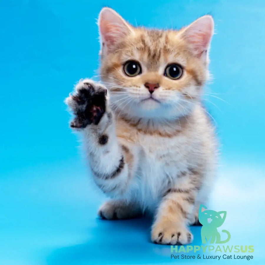 Gerd British Shorthair male black golden spotted tabby - live animals